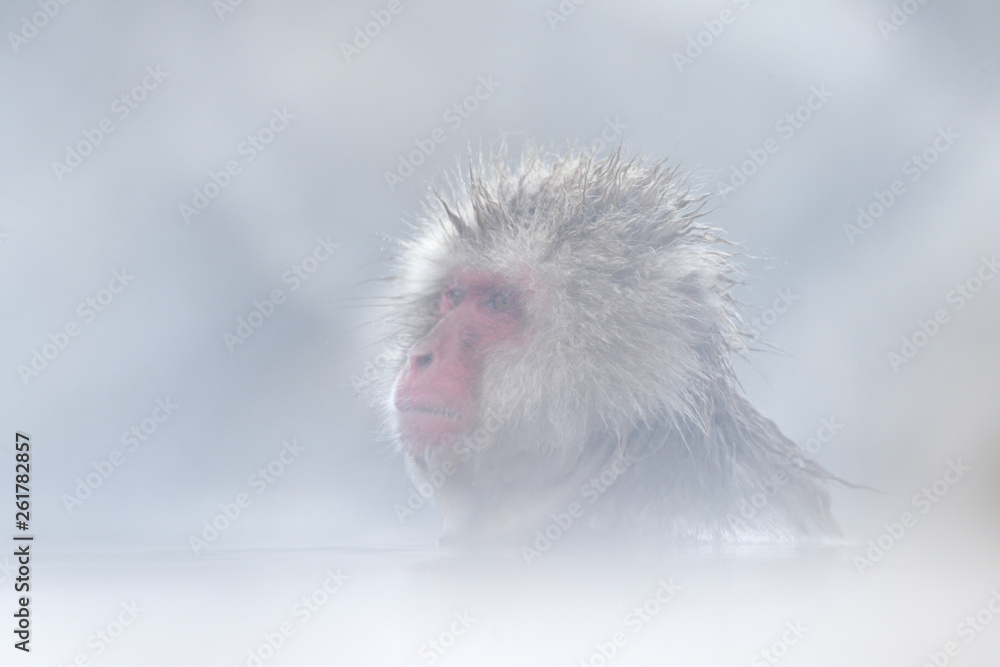 Monkey Japanese macaque, Macaca fuscata, red face portrait in the cold water  with fog and snow, hand in front of muzzle, animal in the nature habitat,  Hokkaido, Japan. Stock Photo | Adobe