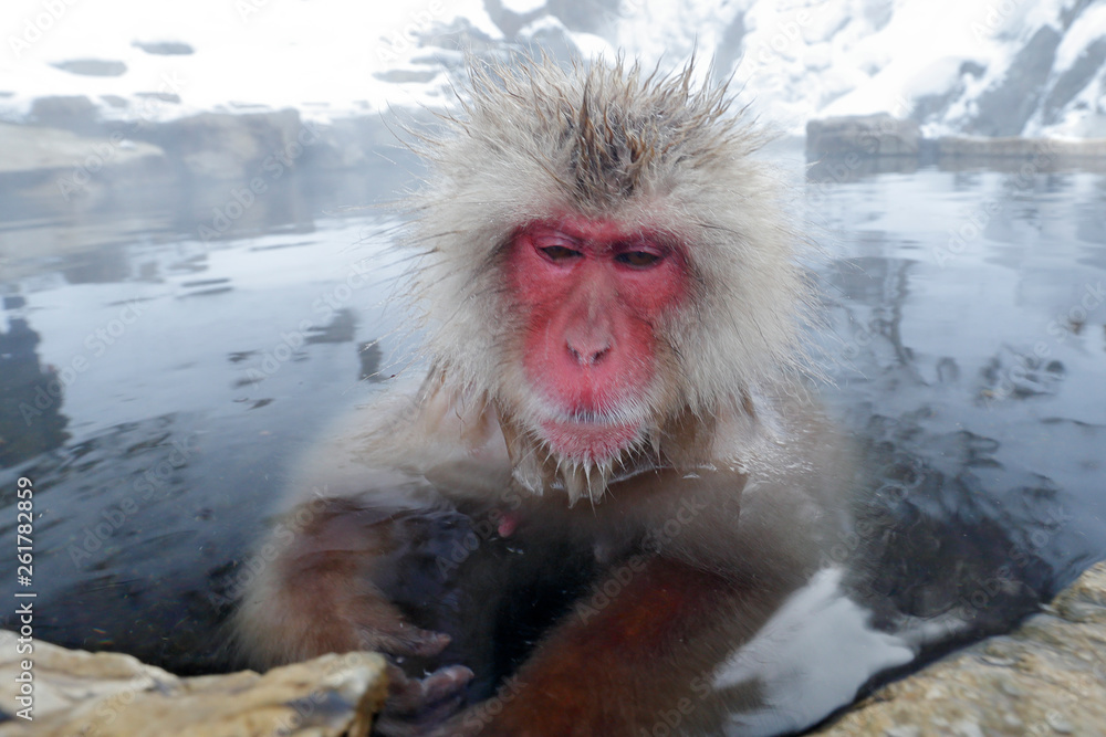 Fototapeta premium Monkey Japanese macaque, Macaca fuscata, red face portrait in the cold water with fog, animal in the nature habitat, Hokkaido, Japan. Wide angle lens photo with nature habitat.
