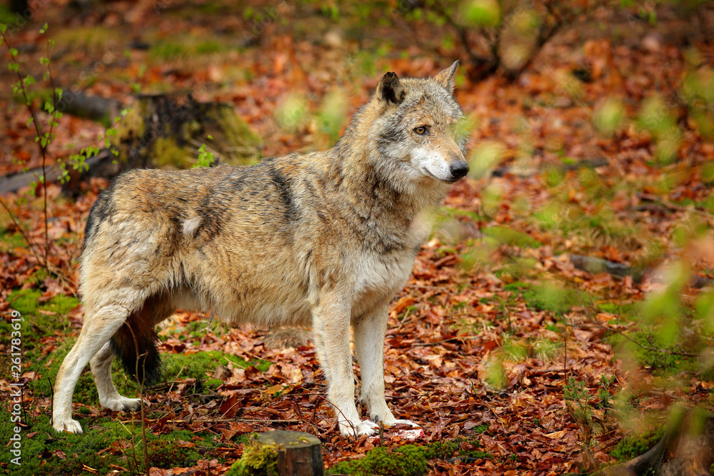 Gray wolf, Canis lupus, in the spring light, in the forest with green leaves. Wolf in the nature habitat. Wild animal in the orange leaves on the ground, Germany. Gray wolf, Canis lupus, in the spring light, in the forest with green leaves. Wolf in the nature habitat. Wild animal in the orange leaves on the ground, Germany.