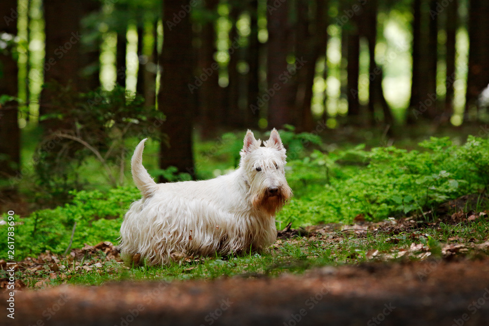 Cute dog lost in the dark forest. White Scottish terrier, sitting on gravel  road with green