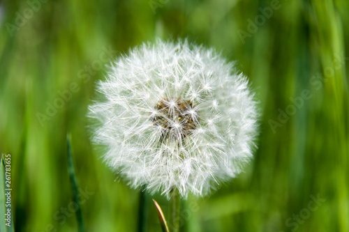 Common dandelion  the dandelion