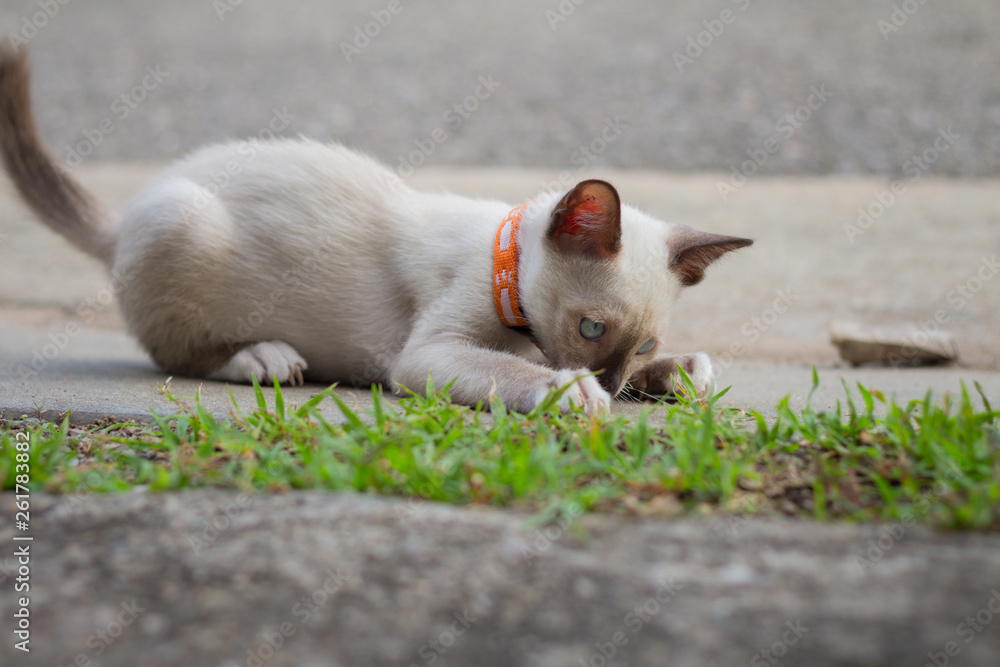 Fototapeta premium A beautiful kitty Siamese cat, Beautiful cat at home. Domestic animal