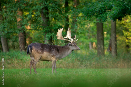 Majestic powerful adult Fallow Deer  Dama dama  on the gree grassy meadow with forest  Czech Republic  Europe. Wildlife scene from nature  Europe. Ruting season in the habitat  animal behaviour.