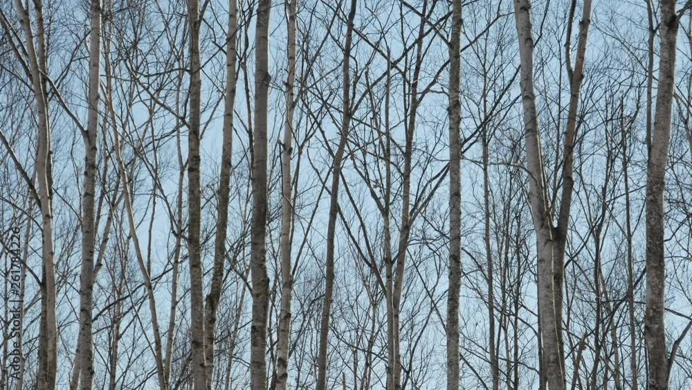 trees in winter trees in winter