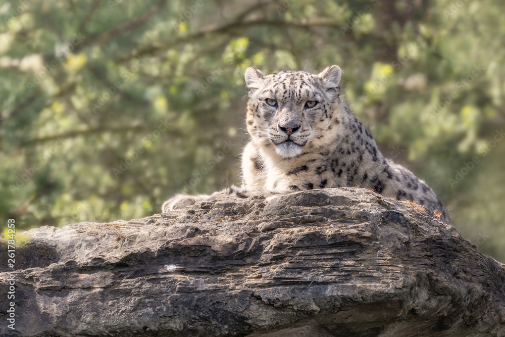 Snow Leopard Resting Snow Leopard Resting