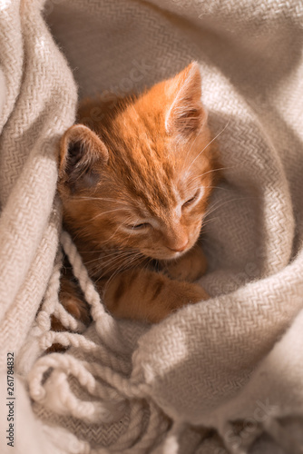 An orange young playful indoor cat that likes to sleep. © Iliyan