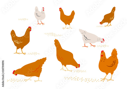Color graphic set, collection, drawn rural hens or chickens, walking in differents poses, pecking grain. Vector illustration, isolated on white background.