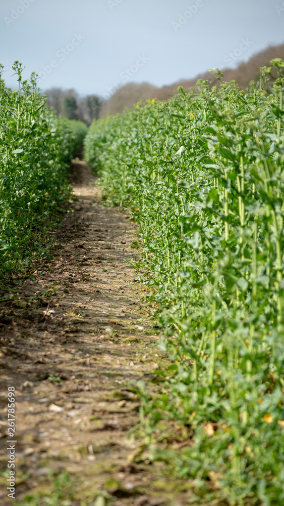 Naklejka premium Row in The Field