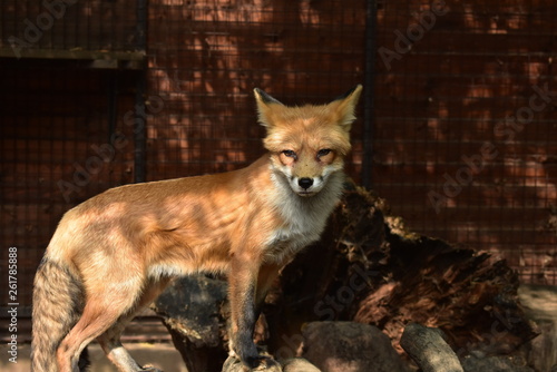 Red fox in captivity  © Biro