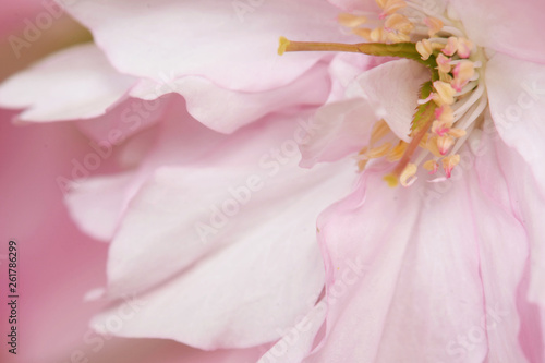 Rosa Kirschblüte, Makroaufnahme, Staubgefässe, geringe Tiefe, weiche Farben