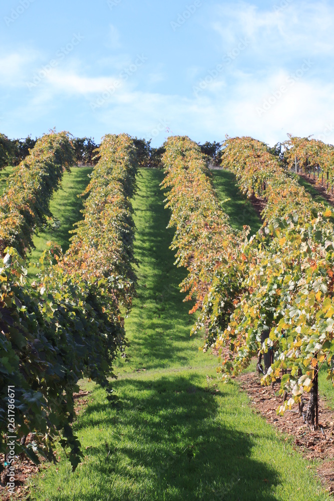 Vineyard in Marin County