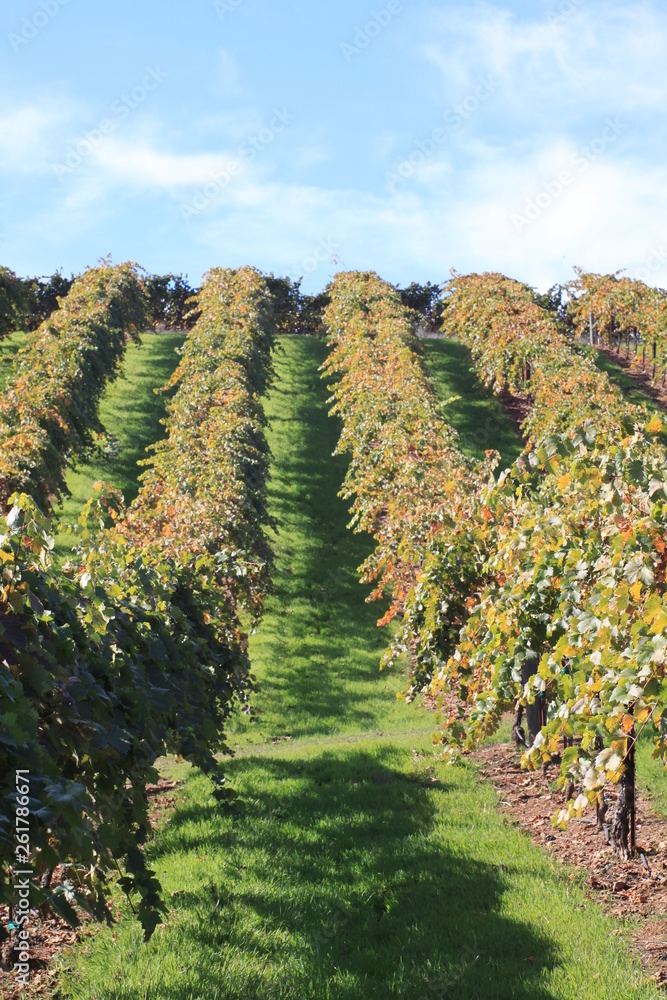 Vineyard in Marin County Vineyard in Marin County