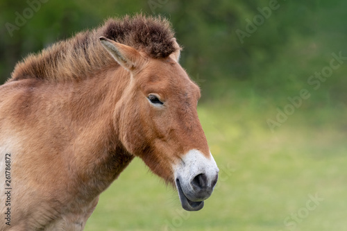 Przewalskis horse closeup