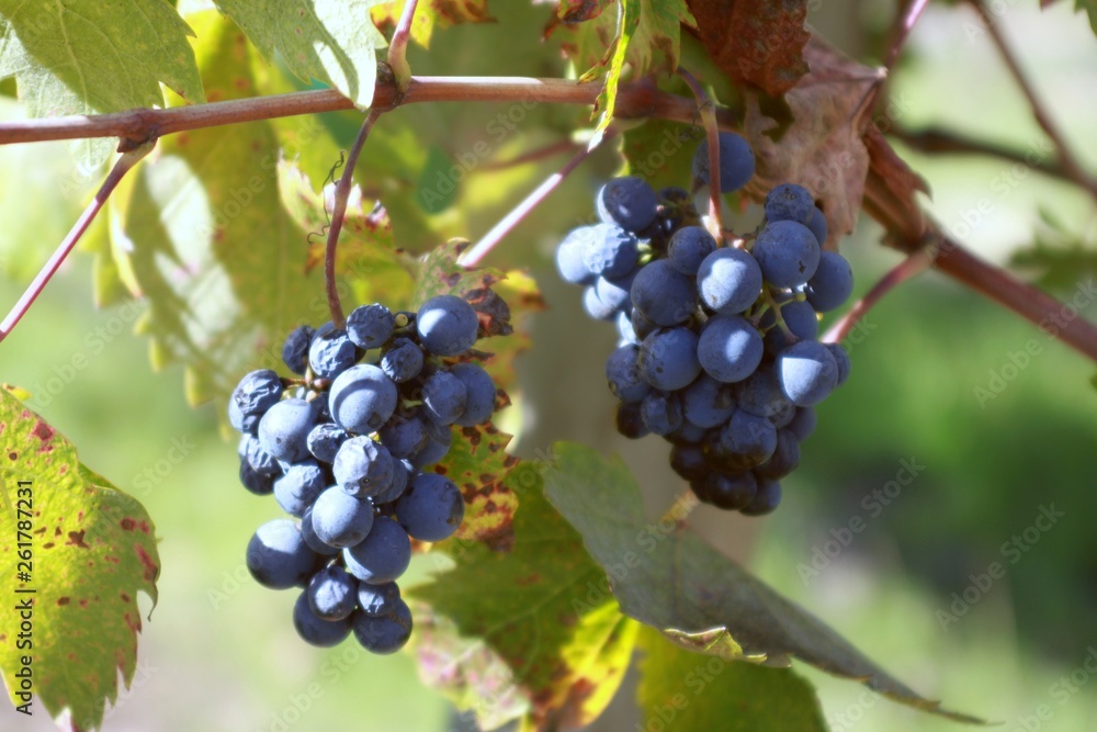 bunch of grapes on the vine