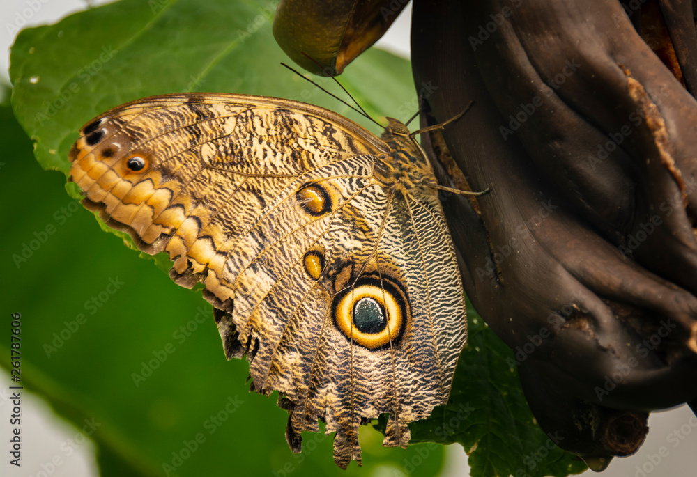 Fototapeta premium Butterfly sitting on a leaf