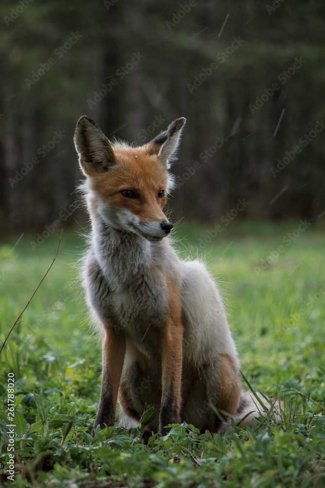 red fox red fox