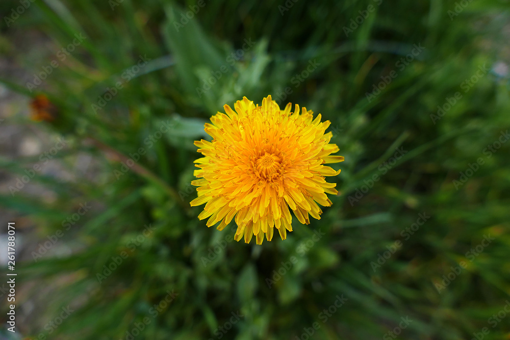 new blooming dandelion flower in spring, yellow dandelion flower, new blooming dandelion flower in spring, yellow dandelion flower,