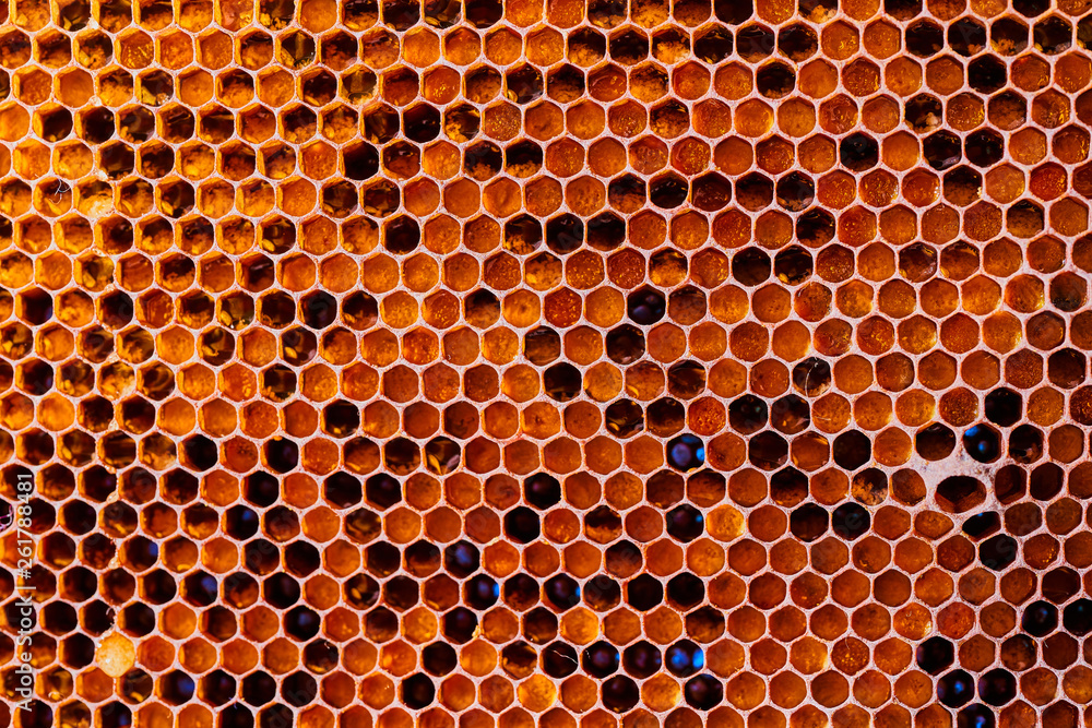 Honeycomb with honey and pollen. Close-up shooting Honeycomb with honey and pollen. Close-up shooting