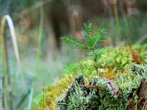Conifer seedling growing on a top of the stump