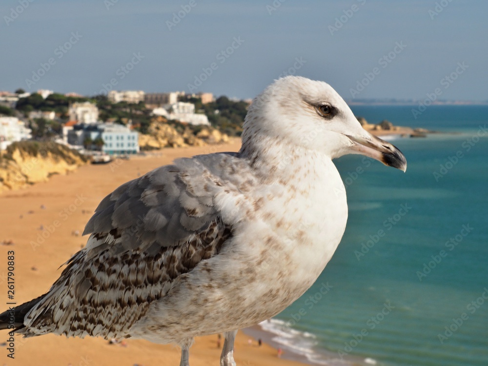 Obraz premium A cute seagull in front of Albufeira beach at the Algarve coast of Portugal