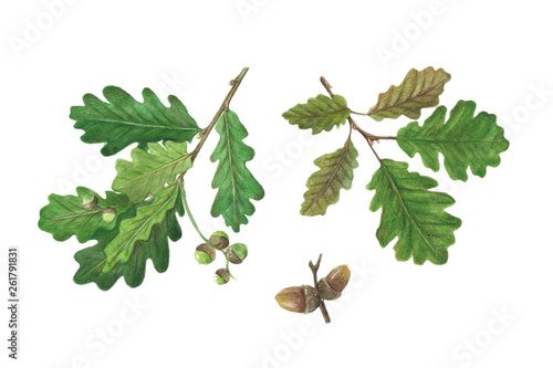 Forêt
