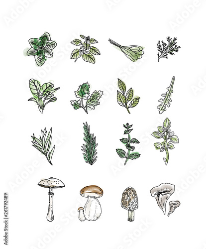 Herbes et champinons