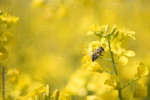 Honneybee collecting nectar on a rape flower © Karoline Thalhofer
