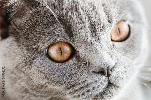 British (Scottish) blue kitten is very beautiful. looks straight. The British kitten looks very closely. Cat's eyes