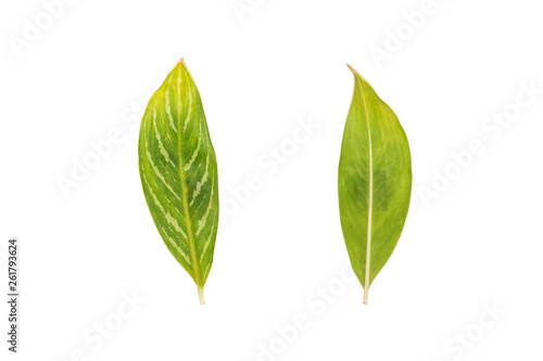 Aglaonema sp.    Khatathong    leaves isolated on white background.