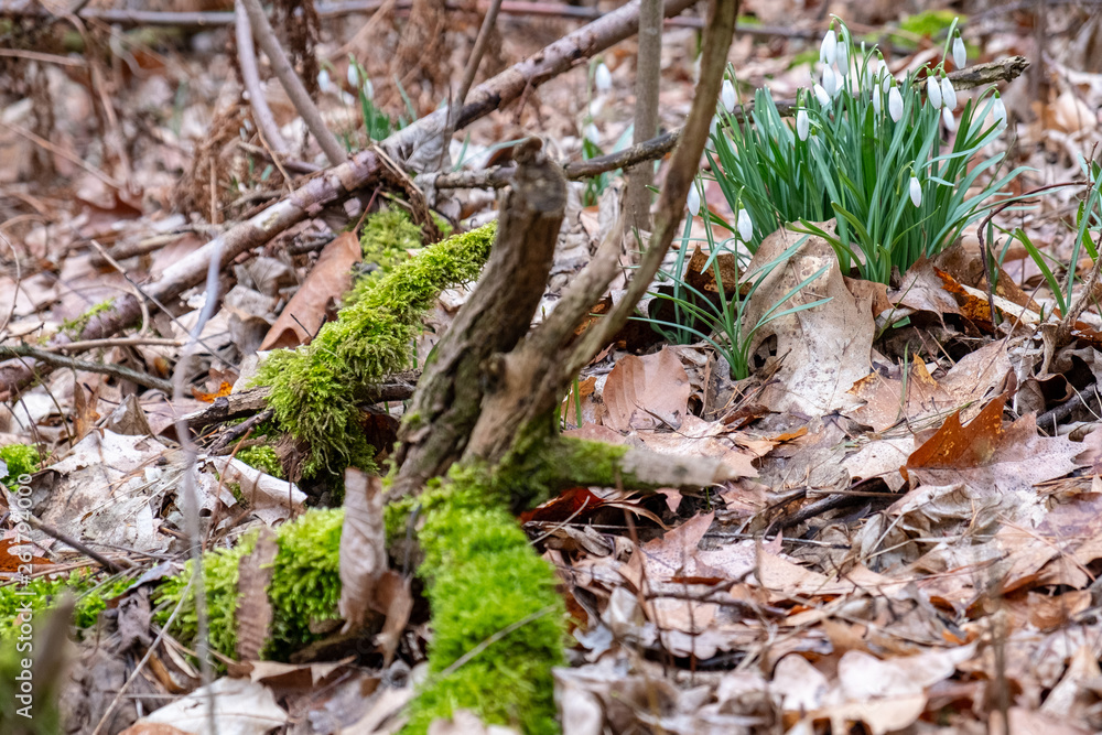 Snowflakes in the forest between moss, leaves and broken branches. Snowflakes in the forest between moss, leaves and broken branches.