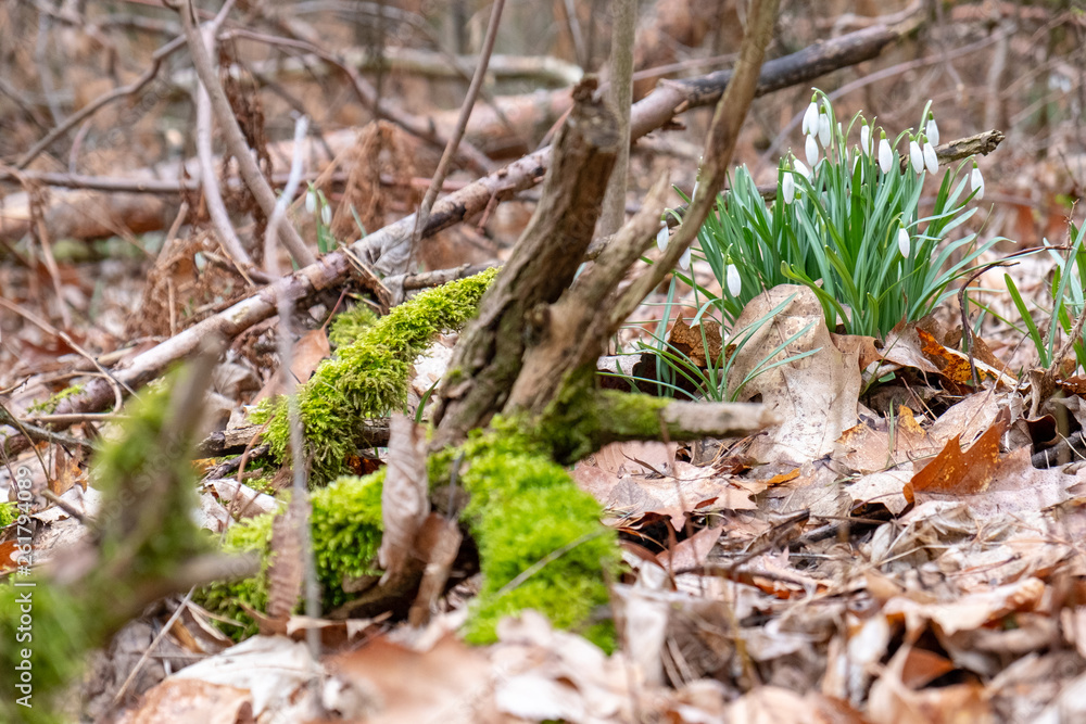 Snowflakes in the forest between moss, leaves and broken branches. Snowflakes in the forest between moss, leaves and broken branches.