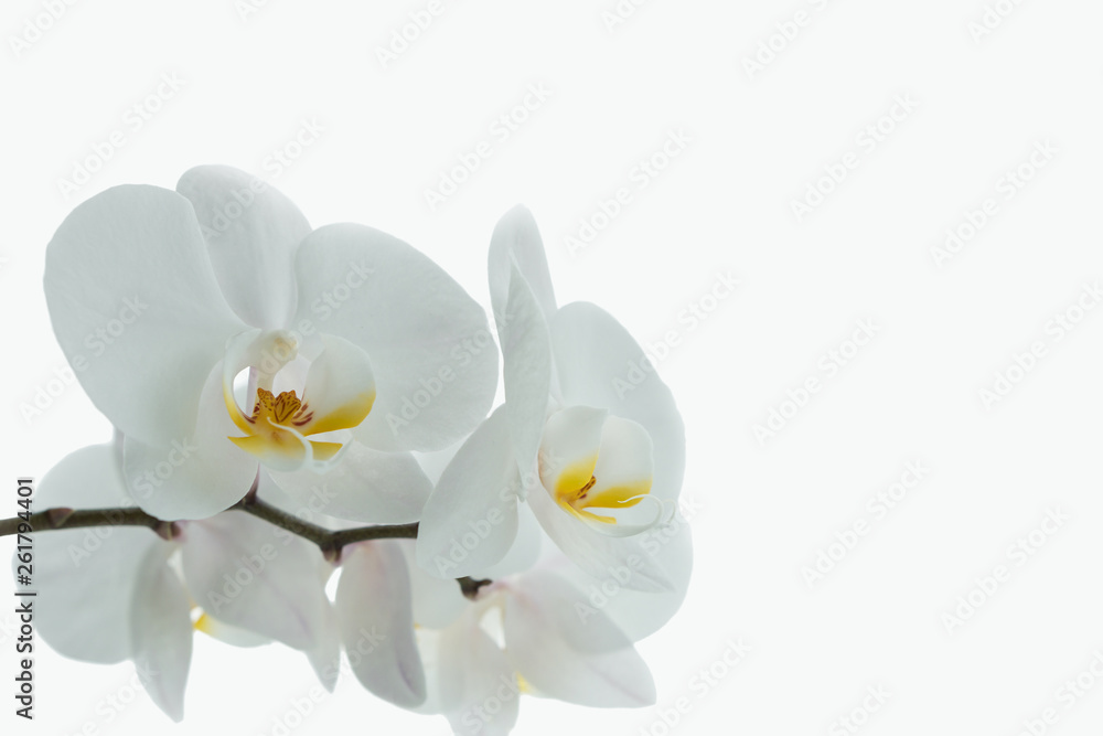 White orchid isolated on white background. Beautiful flower on white backdrop. White orchid isolated on white background. Beautiful flower on white backdrop.