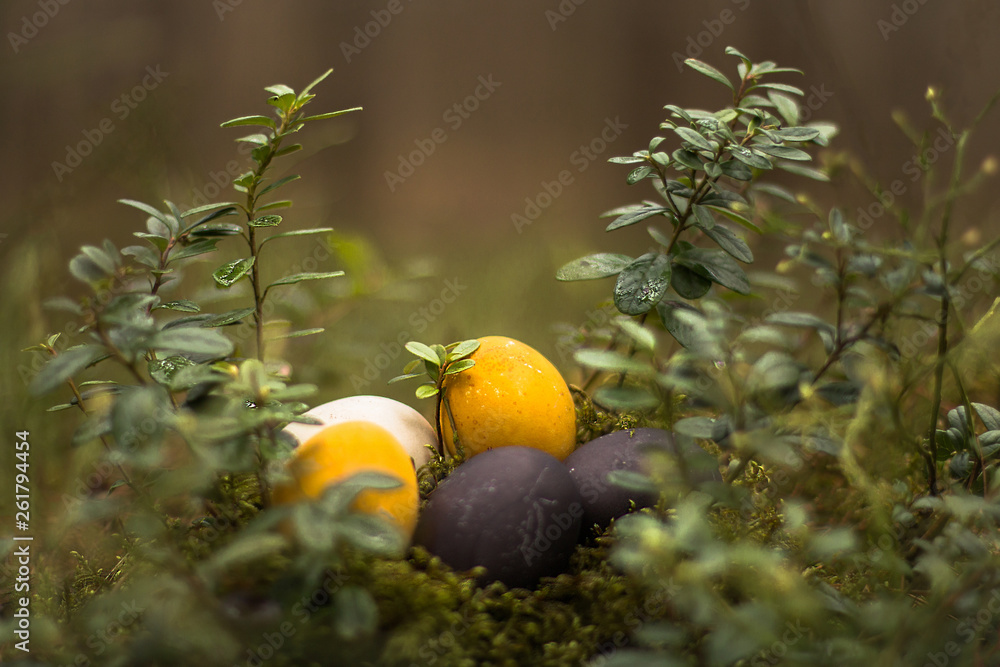 Easter eggs in the forest Easter eggs in the forest