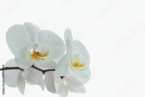 Fototapeta Naklejka Na Ścianę i Meble -  White orchid isolated on white background. Beautiful flower on white backdrop.