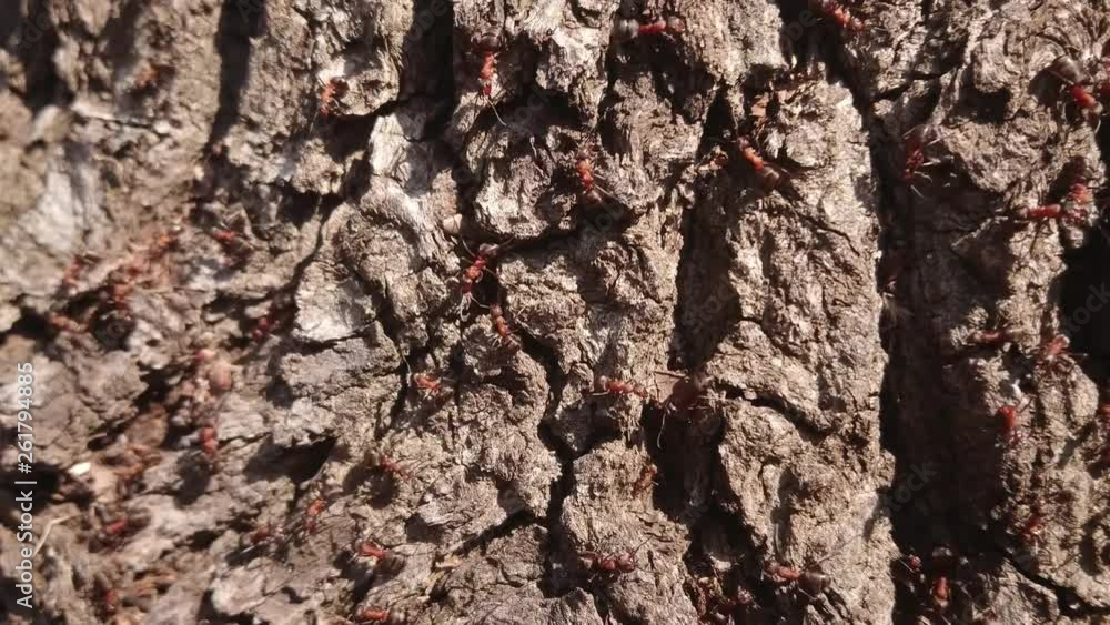 Forest ants crawling on the trunk of an old tree. Forest ants crawling on the trunk of an old tree.
