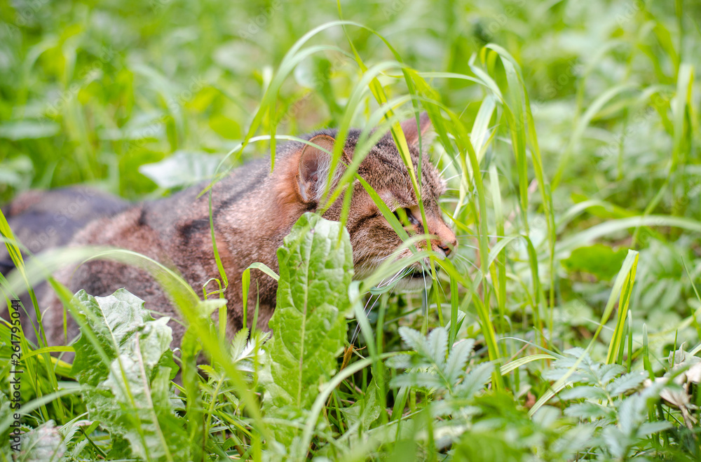 portrait of nervous cat sitting on the ground in the city park in summer landscape portrait of nervous cat sitting on the ground in the city park in summer landscape