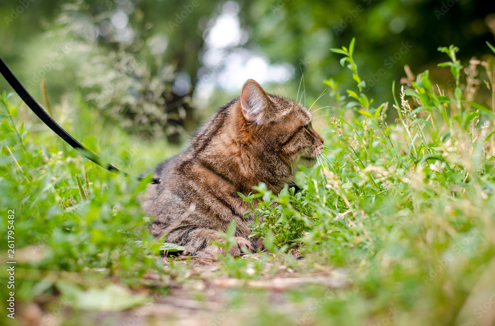 brown marble tabby cat in the city park in summer landscape