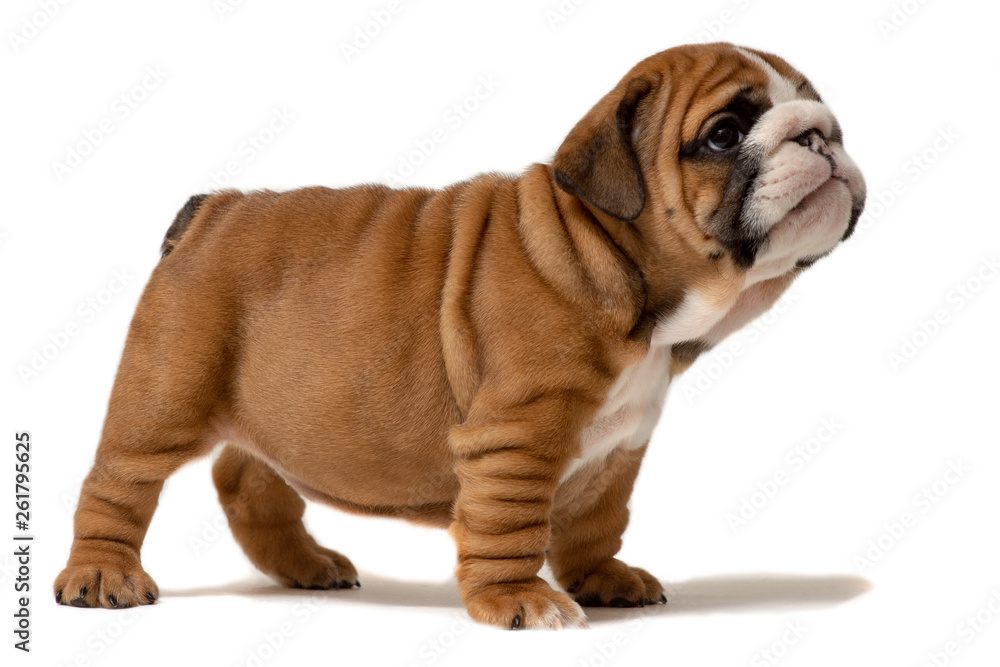 Cute puppy of English Bulldog isolated on white background Cute puppy of English Bulldog isolated on white background