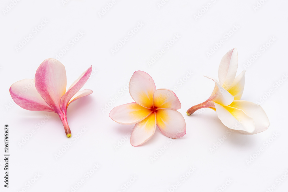 Obraz premium Plumeria or Frangipani Flowers Isolated on white background