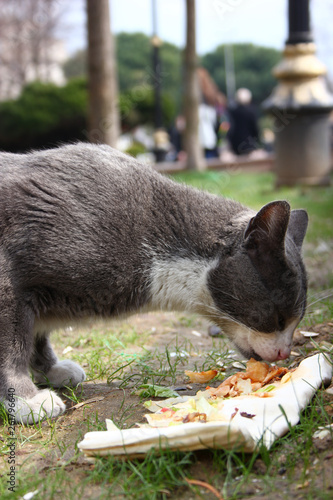 The Cats of Istanbul photo