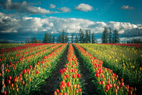 Colorful and dreamy field of rows of blooming tulips under a blue sky