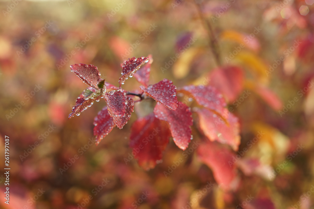 Dew drops on red autumn leaves Dew drops on red autumn leaves