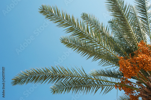 Palm Tree with date fruits on blue sky background