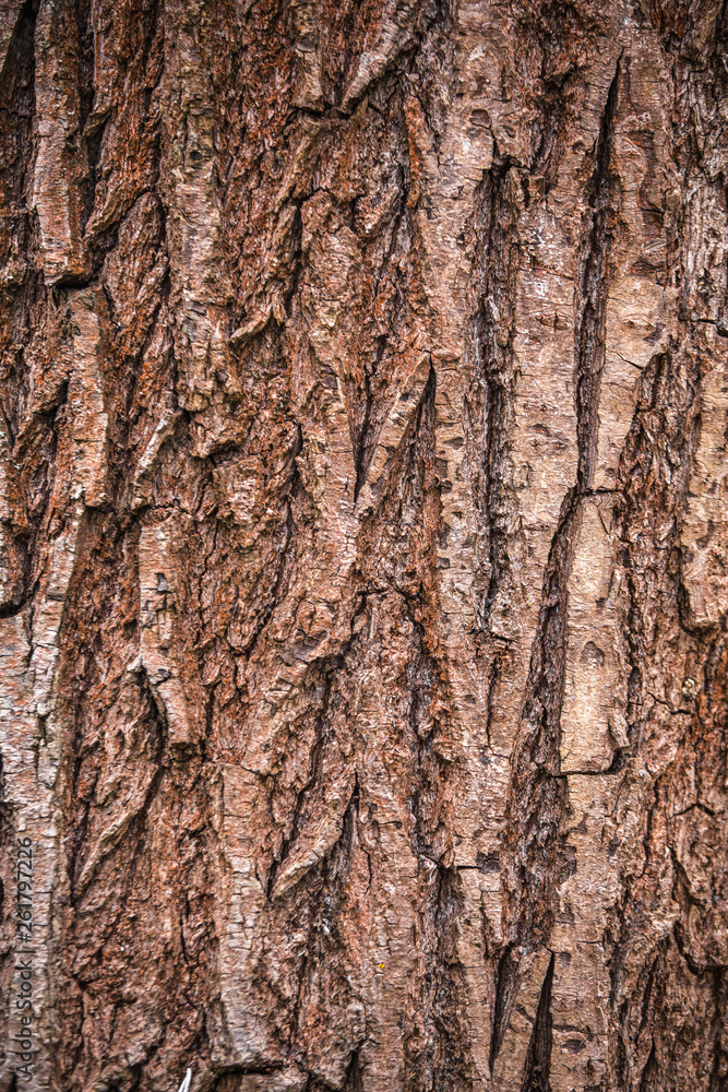 Obraz premium Closeup view of texture of bark of old tree. Vertical color photography.