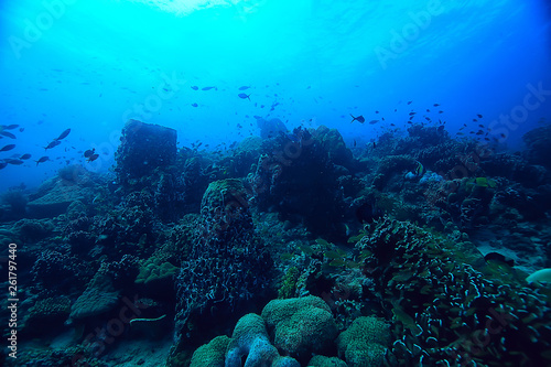 Fototapeta Naklejka Na Ścianę i Meble -  under water ocean / landscape underwater world, scene blue idyll nature