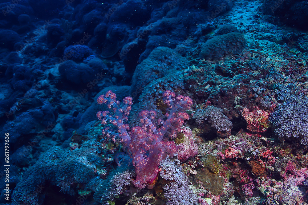 gorgonian large branching coral on the reef / seascape underwater life in the ocean gorgonian large branching coral on the reef / seascape underwater life in the ocean
