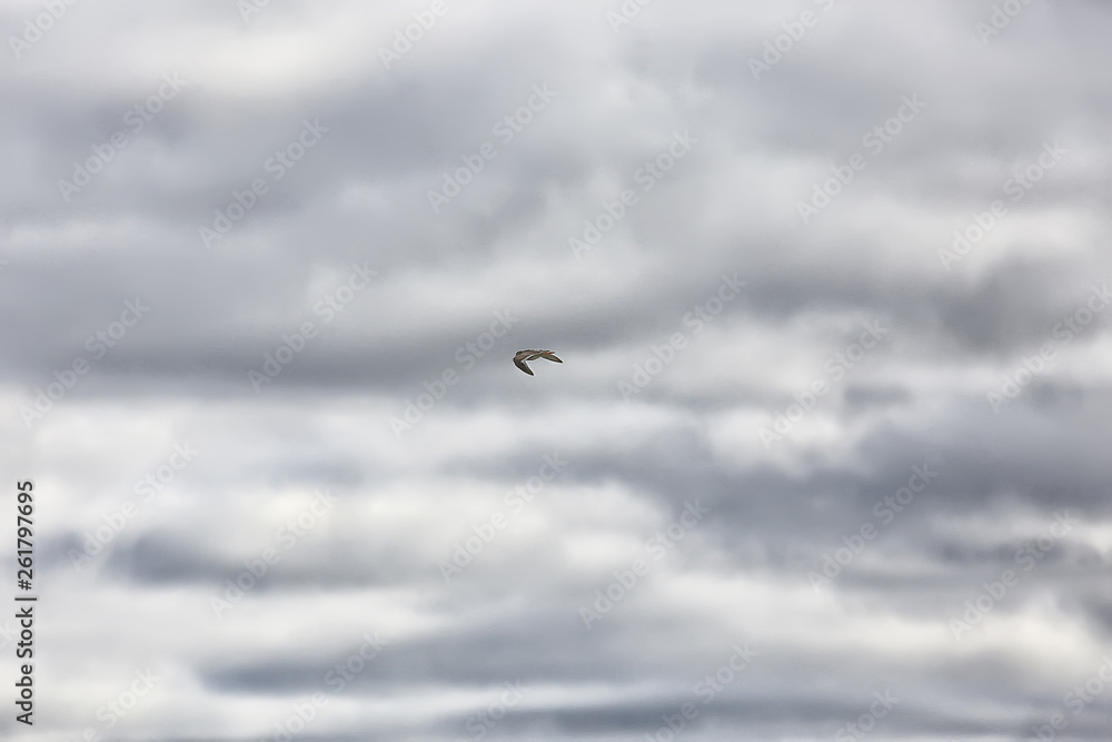 Fototapeta premium clouds background sky / beautiful background top weather clouds