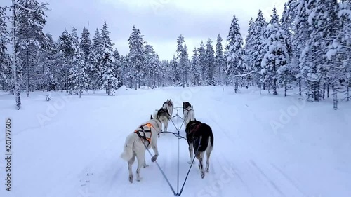 Husky Safari in the city of Rovaniemi in Finland