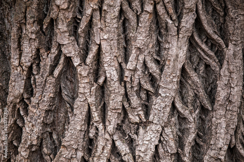 Closeup view of texture of bark of old tree trunk growing outside in forest. Horizontal color photography.