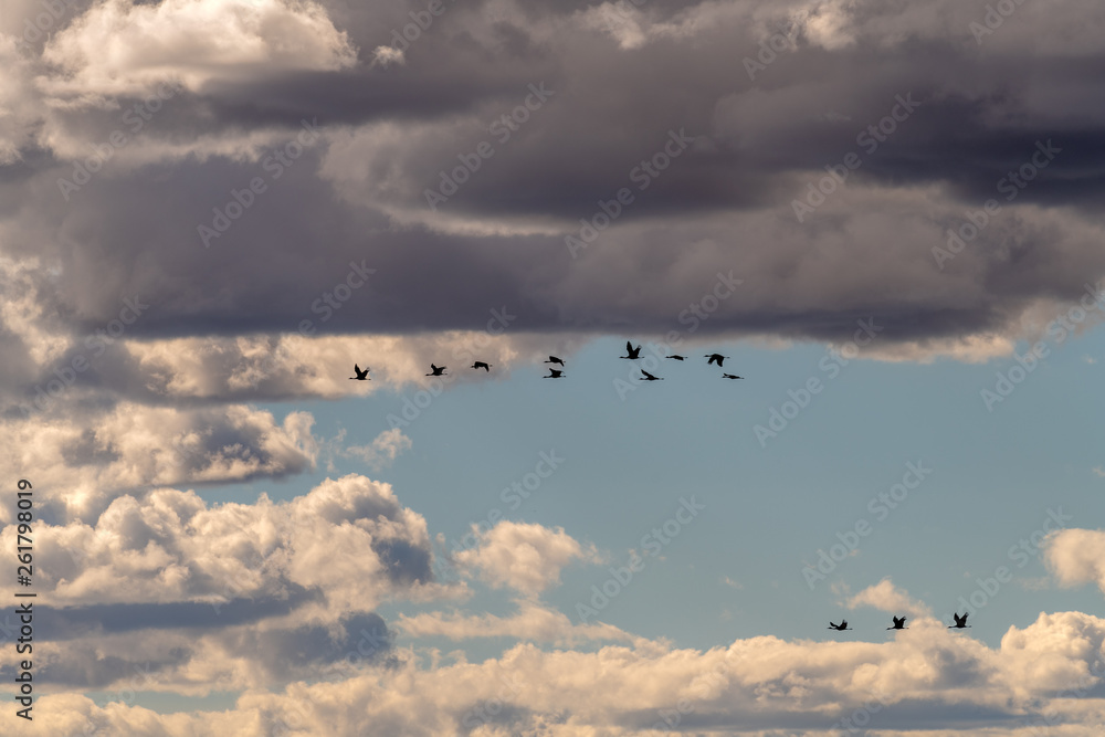 Sandhill Cranes fly by against a blue cloudy sky